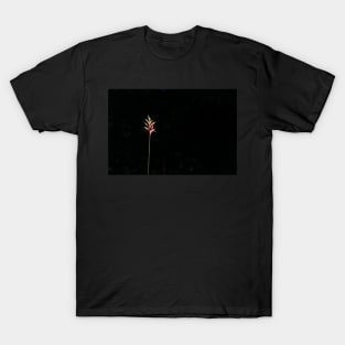 Yellow and red heliconia flower on black background  caught in sunlight T-Shirt